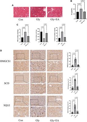 Corrigendum: Phyllanthus niruri L. exerts protective effects against the calcium oxalate-induced renal injury via ellgic acid